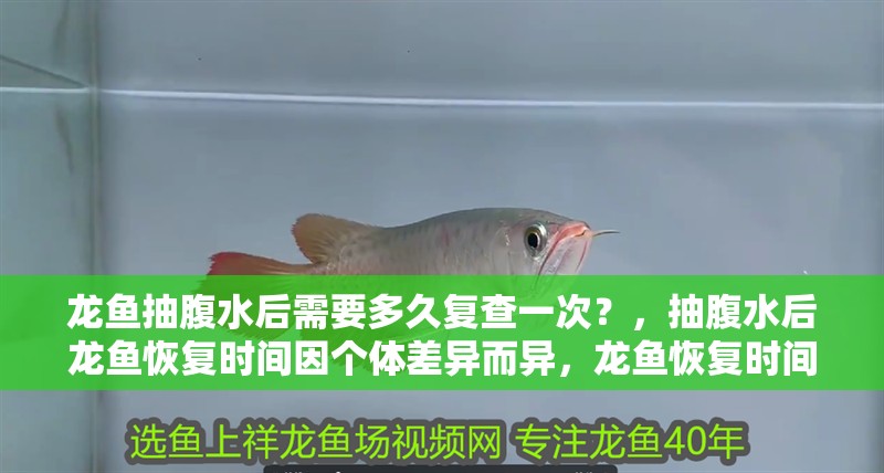龍魚抽腹水后需要多久復查一次？，抽腹水后龍魚恢復時間因個體差異而異，龍魚恢復時間因個體差異而異