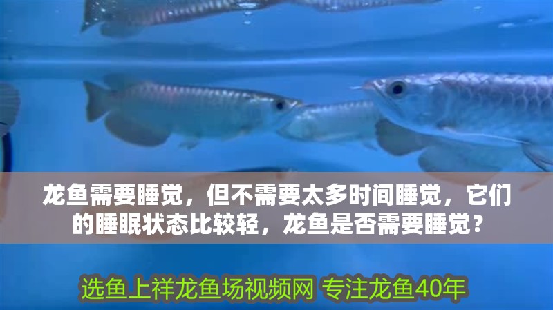 龍魚需要睡覺，但不需要太多時間睡覺，它們的睡眠狀態比較輕，龍魚是否需要睡覺？