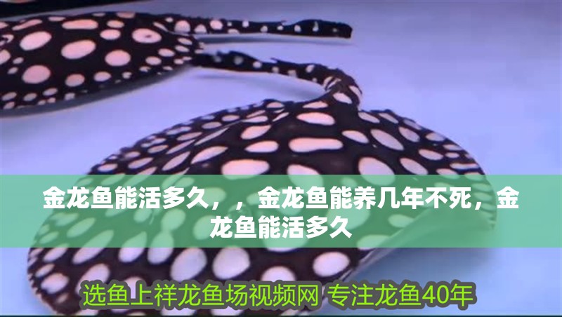 金龍魚能活多久，，金龍魚能養(yǎng)幾年不死，金龍魚能活多久