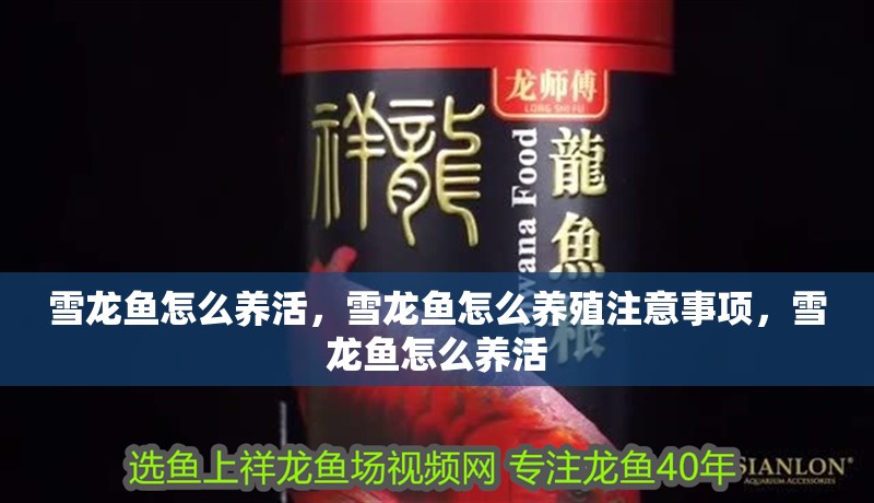 雪龍魚怎么養活，雪龍魚怎么養殖注意事項，雪龍魚怎么養活