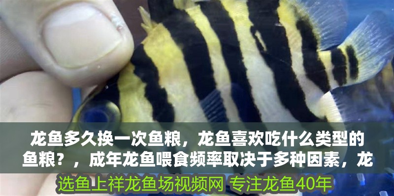 龍魚多久換一次魚糧，龍魚喜歡吃什么類型的魚糧？，成年龍魚喂食頻率取決于多種因素，龍魚喂食頻率取決于多種因素