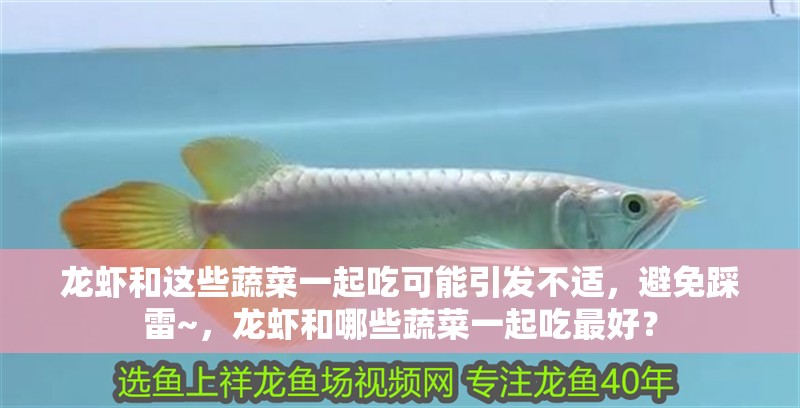 龍蝦和這些蔬菜一起吃可能引發(fā)不適，避免踩雷~，龍蝦和哪些蔬菜一起吃最好？