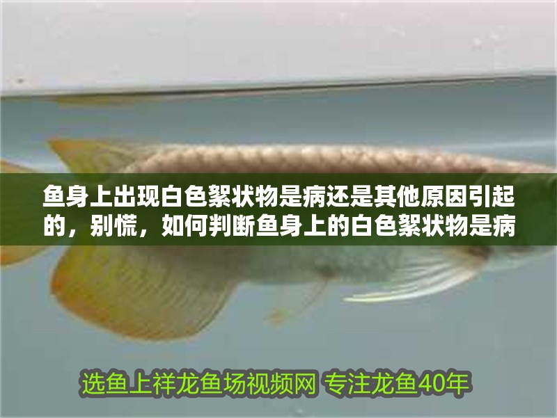 魚身上出現白色絮狀物是病還是其他原因引起的，別慌，如何判斷魚身上的白色絮狀物是病還是其他原因