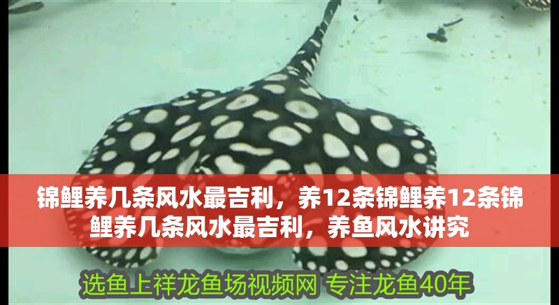 錦鯉養幾條風水最<strong><mark>吉利</mark></strong>，養12條錦鯉養12條錦鯉養幾條風水最<strong><mark>吉利</mark></strong>，養魚風水講究