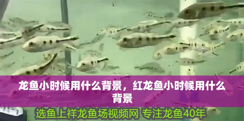 龍魚(yú)小時(shí)候用什么背景，紅龍魚(yú)小時(shí)候用什么背景