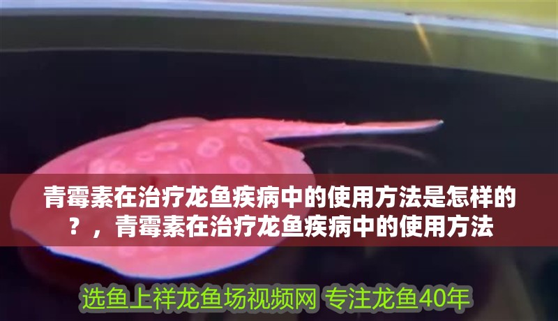 青霉素在治療龍魚(yú)疾病中的使用方法是怎樣的？，青霉素在治療龍魚(yú)疾病中的使用方法