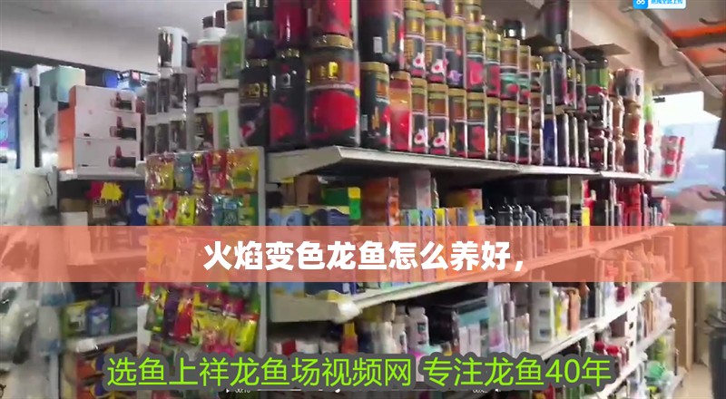 火焰變色龍魚怎么養(yǎng)好，
