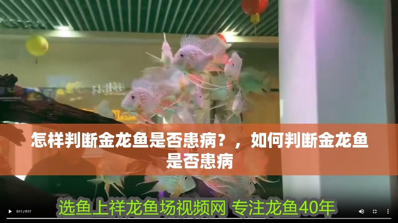 怎樣判斷金龍魚是否患??？，如何判斷金龍魚是否患病