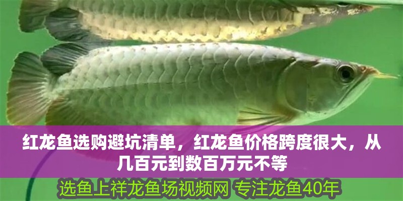 紅龍魚選購避坑清單，紅龍魚價(jià)格跨度很大，從幾百元到數(shù)百萬元不等