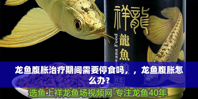 龍魚腹脹治療期間需要停食嗎，，龍魚腹脹怎么辦？