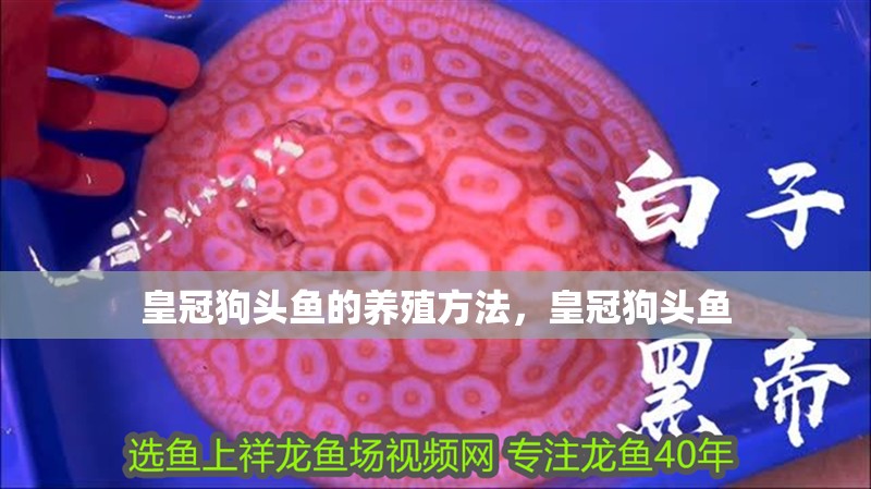 皇冠狗頭魚的養殖方法，皇冠狗頭魚