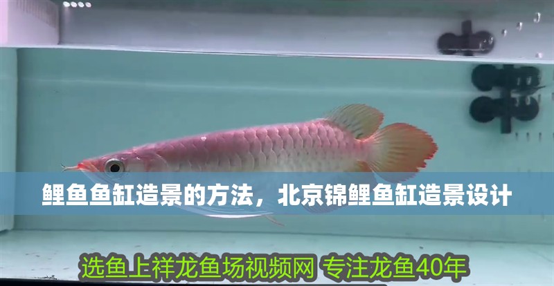 鯉魚魚缸造景的方法，<strong><mark>北京</mark></strong>錦鯉魚缸造景設計