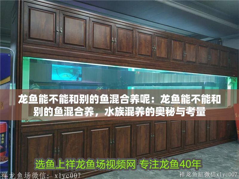 龍魚能不能和別的魚混合養呢：龍魚能不能和別的魚混合養，水族混養的奧秘與考量