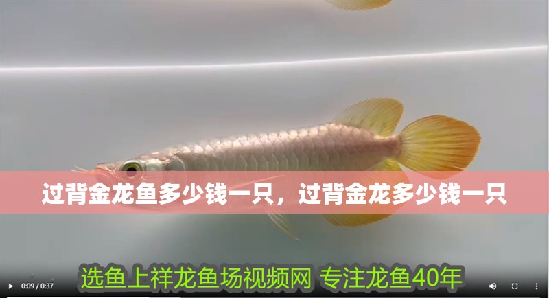 過(guò)背金龍魚(yú)多少錢(qián)一只，過(guò)背金龍多少錢(qián)一只