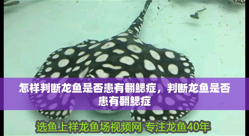 怎樣判斷龍魚是否患有翻鰓癥，判斷龍魚是否患有翻鰓癥