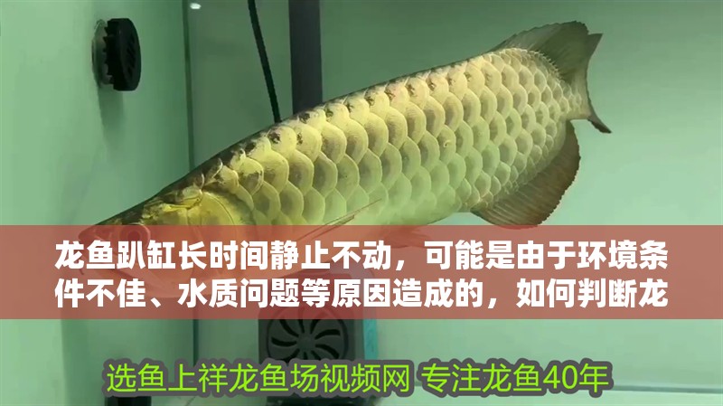 龍魚趴缸長時間靜止不動，可能是由于環(huán)境條件不佳、水質(zhì)問題等原因造成的，如何判斷龍魚趴缸后如何恢復(fù)活力？