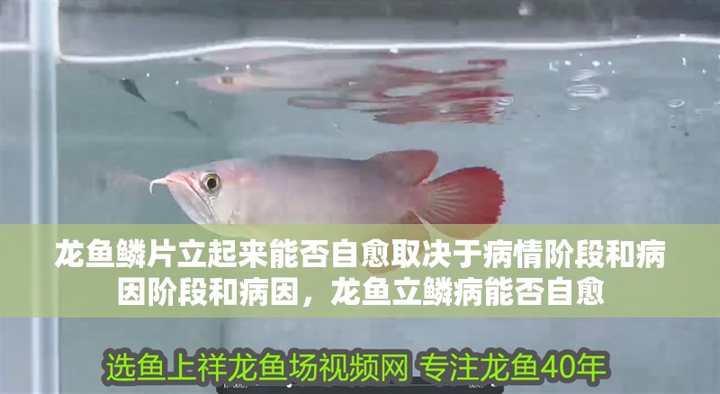 龍魚鱗片立起來能否自愈取決于病情階段和病因階段和病因，龍魚立鱗病能否自愈
