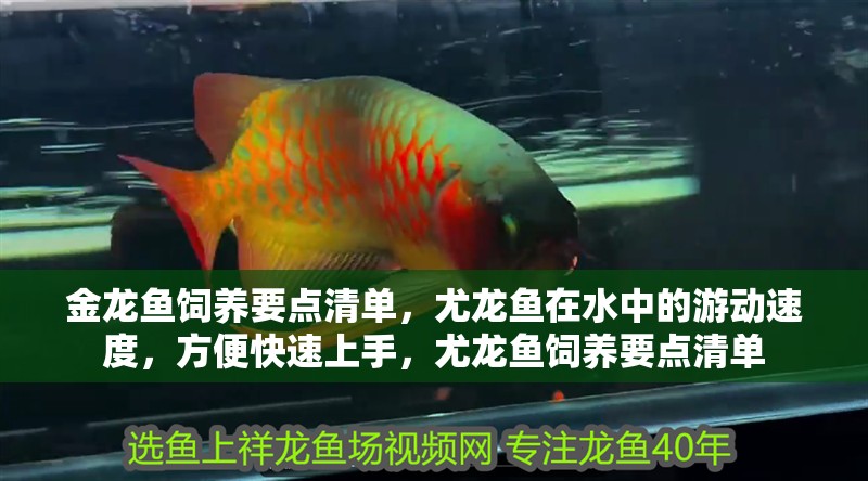 金龍魚飼養(yǎng)要點(diǎn)清單，尤龍魚在水中的游動(dòng)速度，方便快速上手，尤龍魚飼養(yǎng)要點(diǎn)清單