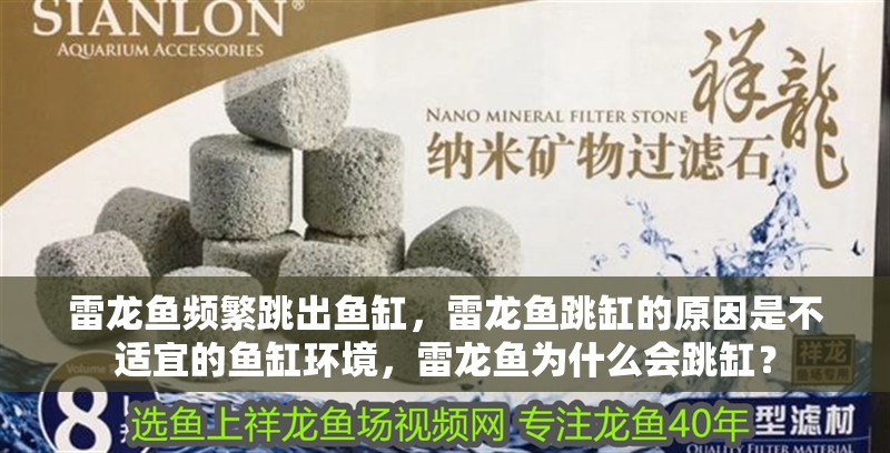 雷龍魚頻繁跳出魚缸，雷龍魚跳缸的原因是不適宜的魚缸環境，雷龍魚為什么會跳缸？