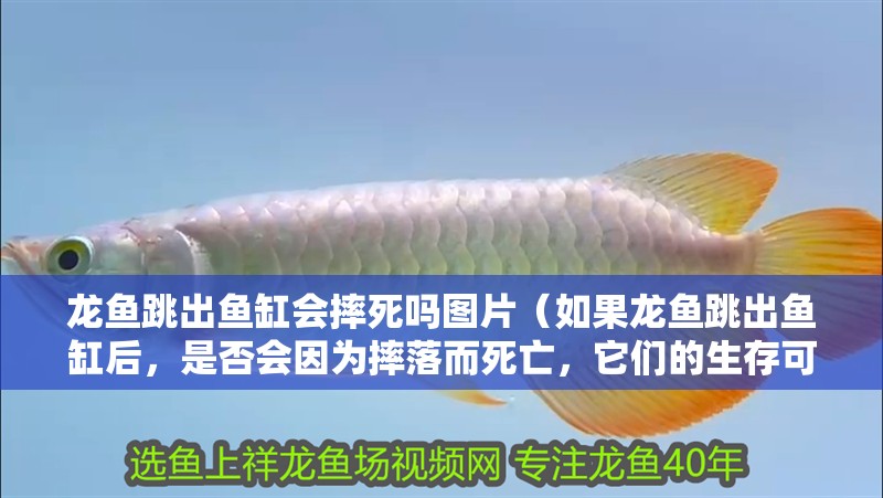 龍魚跳出魚缸會摔死嗎圖片（如果龍魚跳出魚缸后，是否會因為摔落而死亡，它們的生存可能性大）