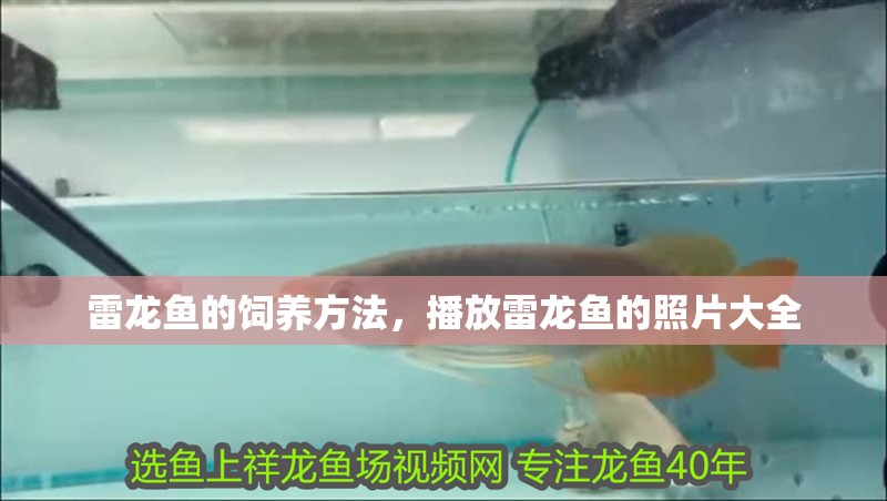 雷龍魚(yú)的飼養(yǎng)方法，播放雷龍魚(yú)的照片大全