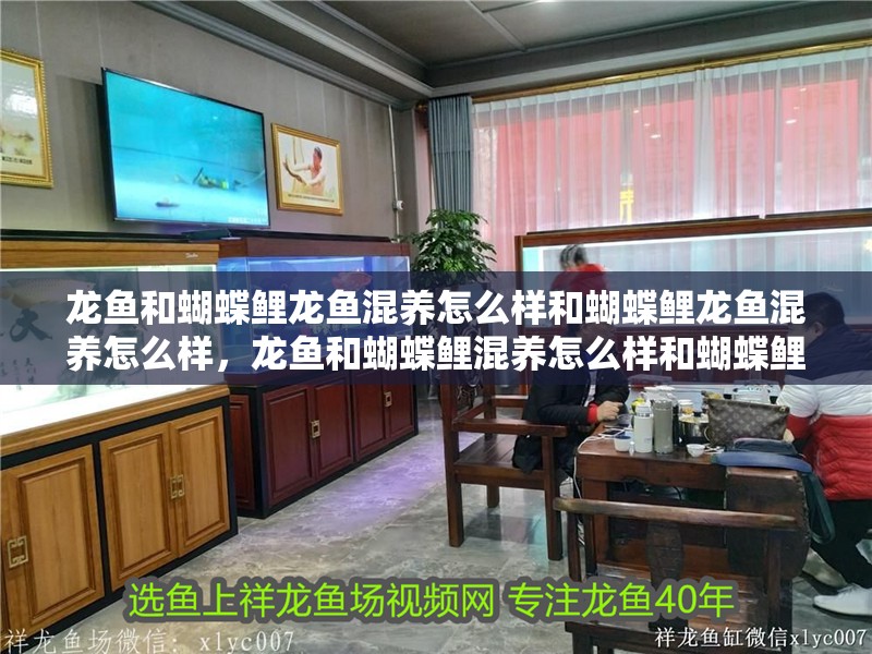 龍魚和蝴蝶鯉龍魚混養怎么樣和蝴蝶鯉龍魚混養怎么樣，龍魚和蝴蝶鯉混養怎么樣和蝴蝶鯉龍魚混養怎么樣和蝴蝶鯉混養
