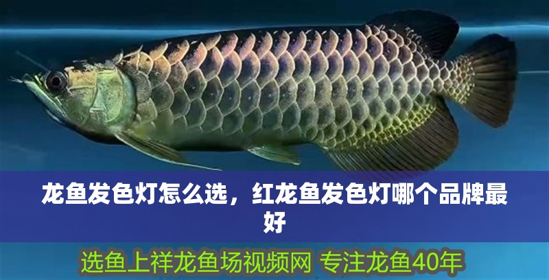 龍魚發(fā)色燈怎么選，紅龍魚發(fā)色燈哪個品牌最好