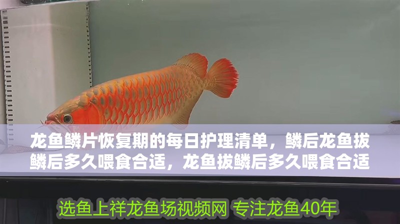 龍魚鱗片恢復期的每日護理清單，鱗后龍魚拔鱗后多久喂食合適，龍魚拔鱗后多久喂食合適