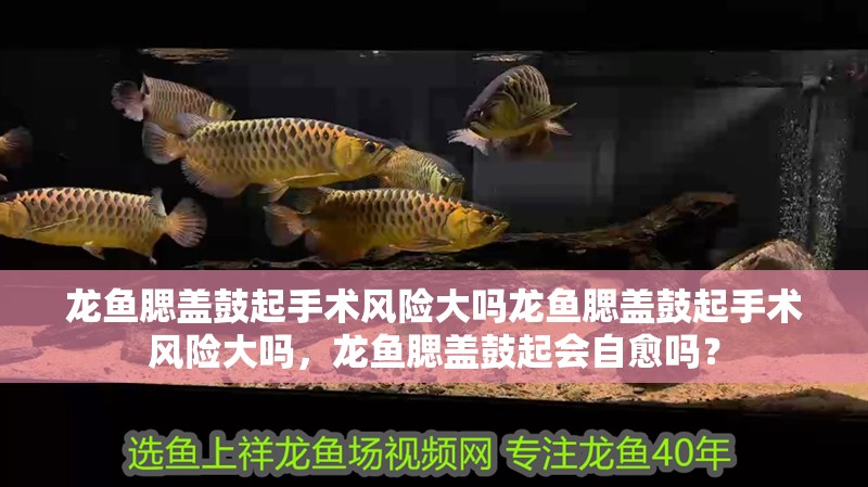 龍魚腮蓋鼓起手術風險大嗎龍魚腮蓋鼓起手術風險大嗎，龍魚腮蓋鼓起會自愈嗎？