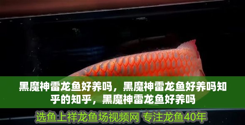 黑魔神雷龍魚好養嗎，黑魔神雷龍魚好養嗎知乎的知乎，黑魔神雷龍魚好養嗎
