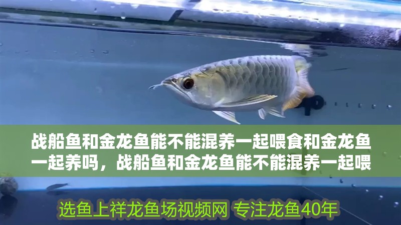 戰船魚和金龍魚能不能混養一起喂食和金龍魚一起養嗎，戰船魚和金龍魚能不能混養一起喂食