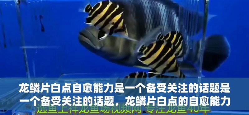 龍鱗片白點自愈能力是一個備受關注的話題是一個備受關注的話題，龍鱗片白點的自愈能力