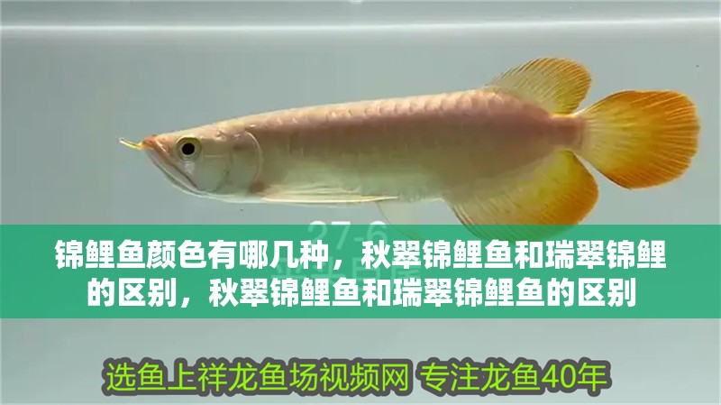 錦鯉魚顏色有哪幾種，秋翠錦鯉魚和瑞翠錦鯉的區別，秋翠錦鯉魚和瑞翠錦鯉魚的區別
