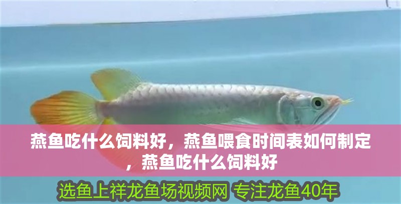 燕魚(yú)吃什么飼料好，燕魚(yú)喂食時(shí)間表如何制定，燕魚(yú)吃什么飼料好