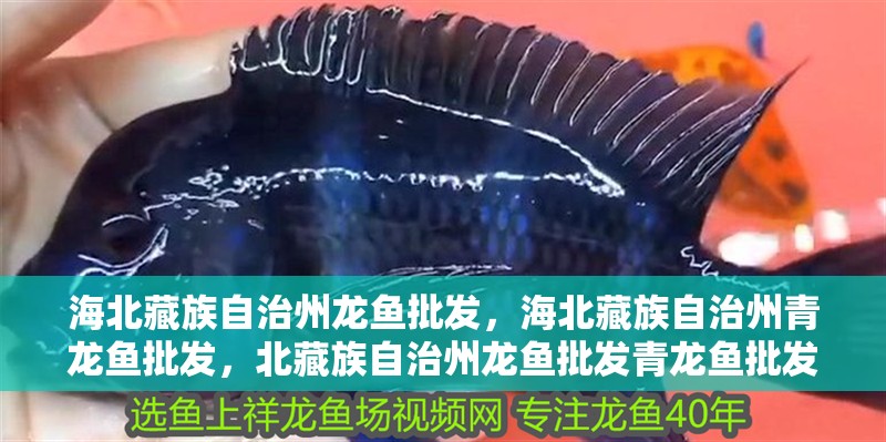 海北藏族自治州龍魚批發(fā)，海北藏族自治州青龍魚批發(fā)，北藏族自治州龍魚批發(fā)青龍魚批發(fā)青龍魚的顏值可能有點低