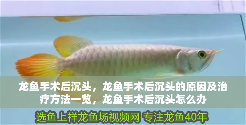 龍魚手術后沉頭，龍魚手術后沉頭的原因及治療方法一覽，龍魚手術后沉頭怎么辦