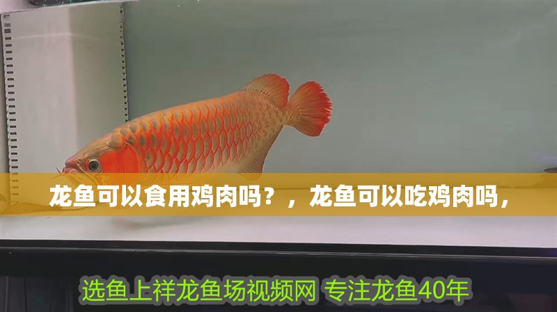 龍魚可以食用雞肉嗎？，龍魚可以吃雞肉嗎，