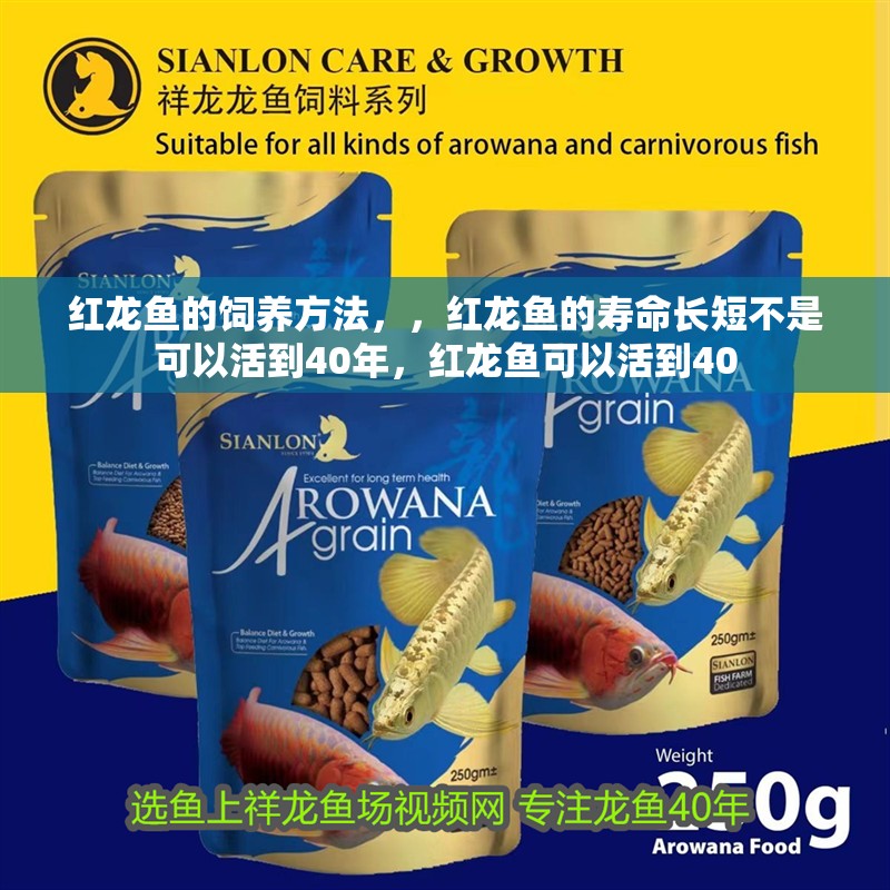 紅龍魚的飼養方法，，紅龍魚的壽命長短不是可以活到40年，紅龍魚可以活到40
