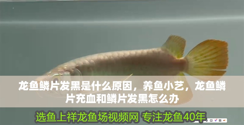 龍魚鱗片發黑是什么原因，養魚小藝，龍魚鱗片充血和鱗片發黑怎么辦