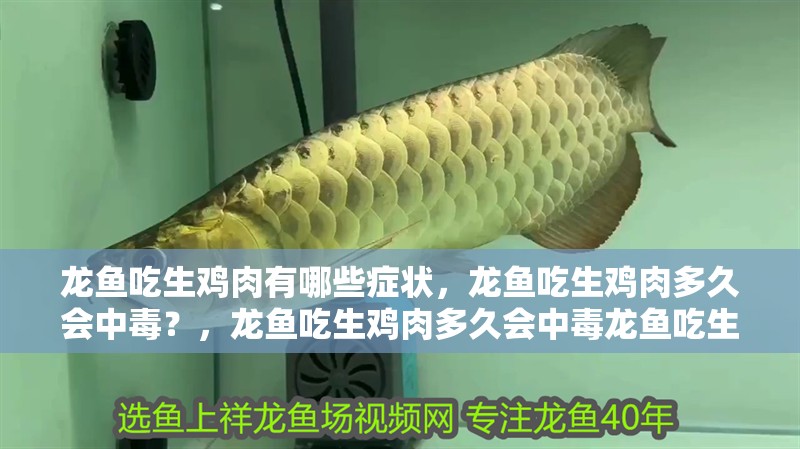 龍魚(yú)吃生雞肉有哪些癥狀，龍魚(yú)吃生雞肉多久會(huì)中毒？，龍魚(yú)吃生雞肉多久會(huì)中毒龍魚(yú)吃生雞肉多久會(huì)中毒