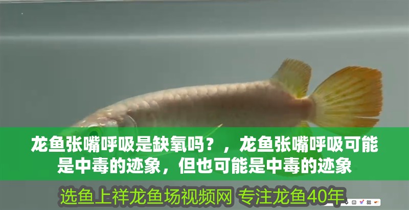 龍魚張嘴呼吸是缺氧嗎？，龍魚張嘴呼吸可能是中毒的跡象，但也可能是中毒的跡象