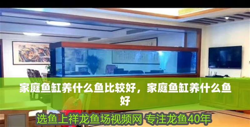 家庭魚(yú)缸養(yǎng)什么魚(yú)比較好,家庭魚(yú)缸養(yǎng)什么魚(yú)好 觀賞魚(yú)百科 第4張 家庭魚(yú)缸養(yǎng)什么魚(yú)比較好,家庭魚(yú)缸養(yǎng)什么魚(yú)好 家庭魚(yú)缸養(yǎng)什么魚(yú)比較好,家庭魚(yú)缸養(yǎng)什么魚(yú)好 觀賞魚(yú)百科 第4張