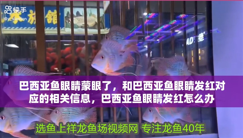 巴西亞魚眼睛蒙眼了，和巴西亞魚眼睛發紅對應的相關信息，巴西亞魚眼睛發紅怎么辦