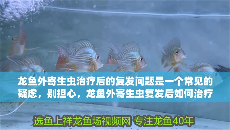 龍魚外寄生蟲治療后的復發問題是一個常見的疑慮，別擔心，龍魚外寄生蟲復發后如何治療？