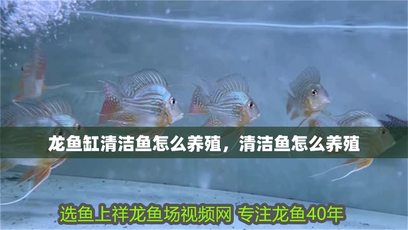 龍魚缸清潔魚怎么養(yǎng)殖，清潔魚怎么養(yǎng)殖
