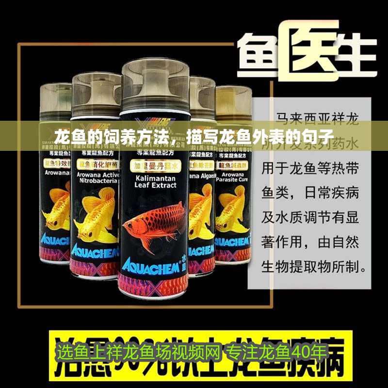 龍魚的飼養方法，描寫龍魚外表的句子