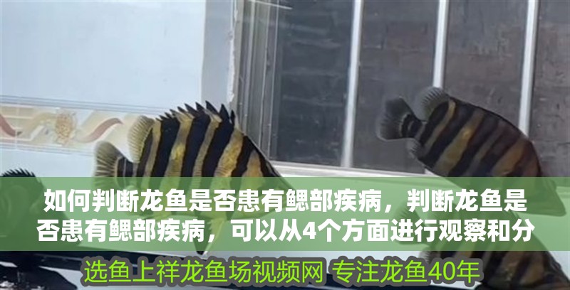 如何判斷龍魚(yú)是否患有鰓部疾病，判斷龍魚(yú)是否患有鰓部疾病，可以從4個(gè)方面進(jìn)行觀察和分析