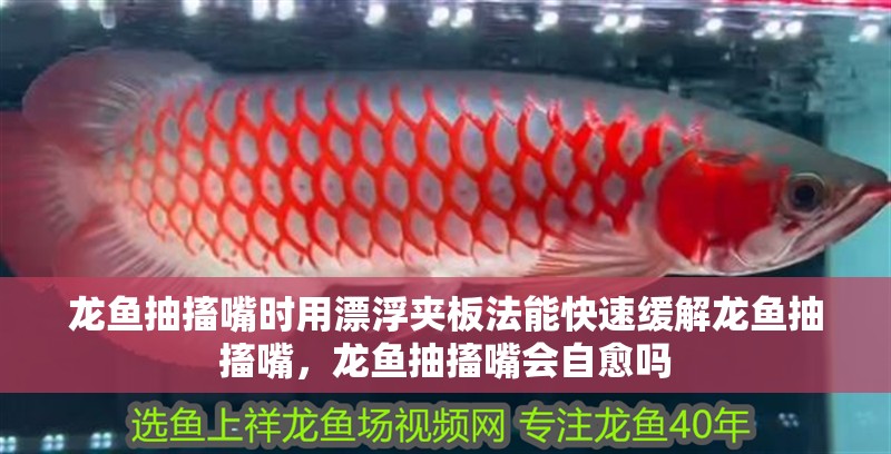 龍魚抽搐嘴時用漂浮夾板法能快速緩解龍魚抽搐嘴，龍魚抽搐嘴會自愈嗎