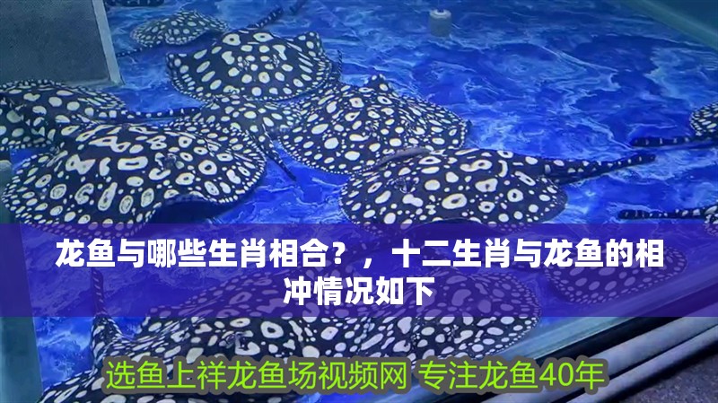 龍魚與哪些生肖相合？，十二生肖與龍魚的相沖情況如下