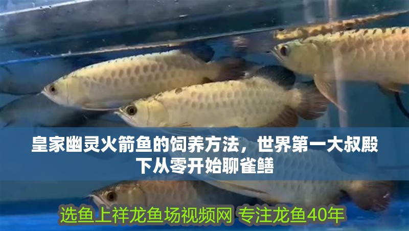 皇家幽靈火箭魚的飼養方法，世界第一大叔殿下從零開始聊雀鱔